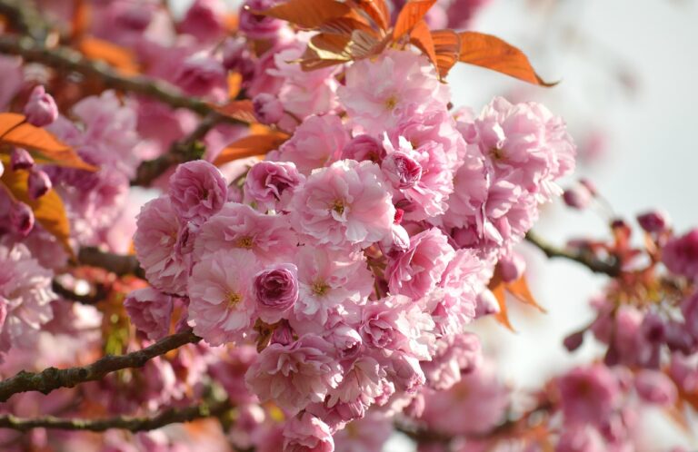flower-7958117_1280